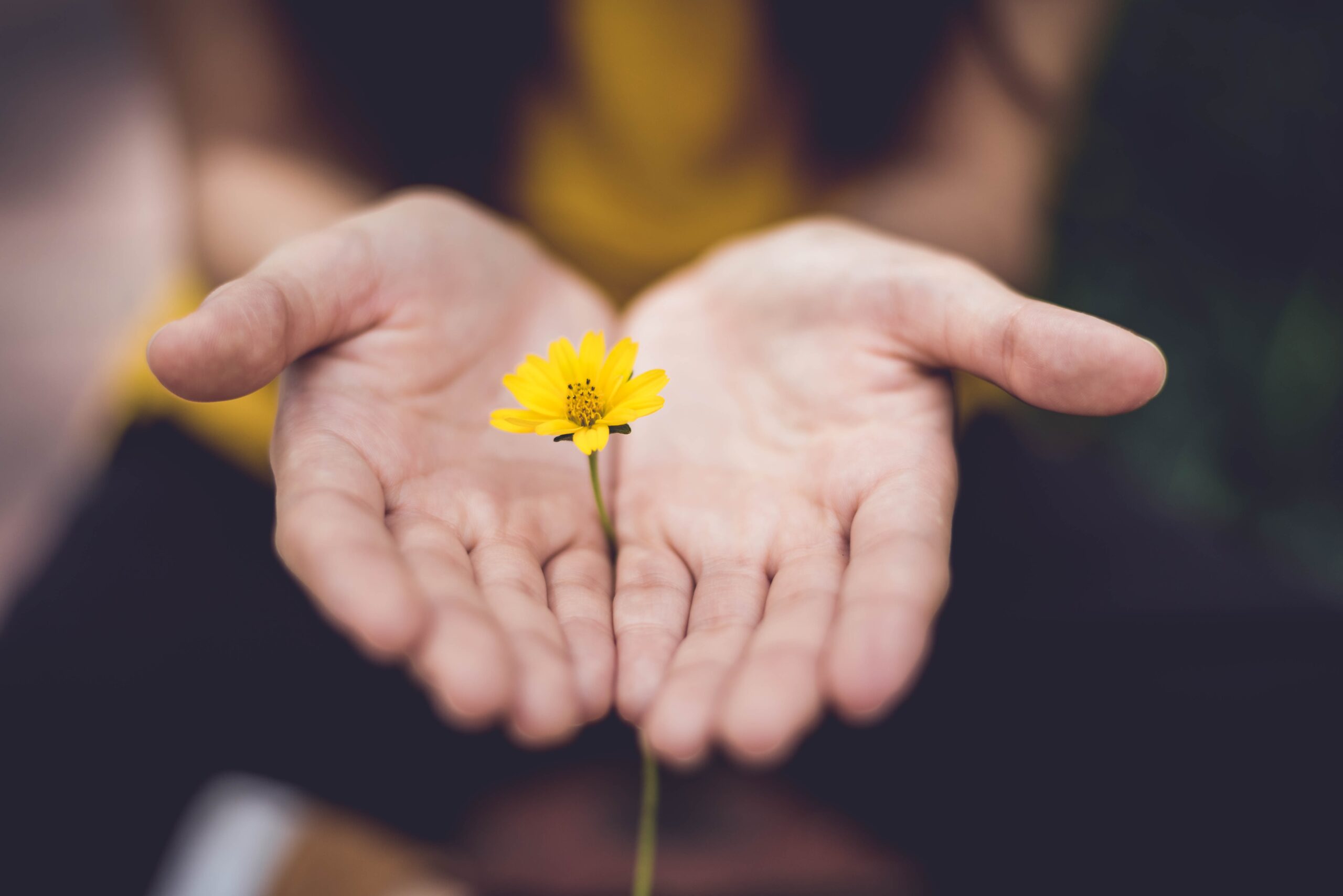 fleur jaune dans des mains